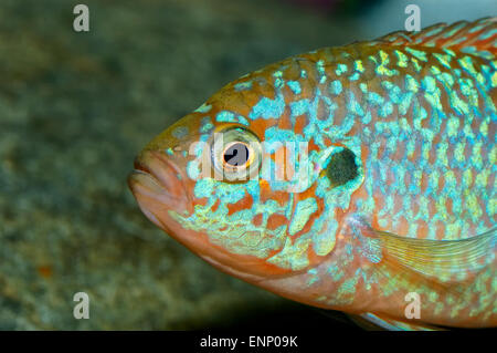 Nice red blue fish portrait from genus Hemichromis. Stock Photo