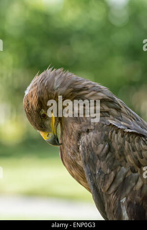 Portrait of an eagle with blurred green background. Stock Photo