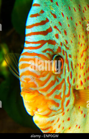 Portrait of aquarium cichlid fish from genus Symphysodon. Stock Photo