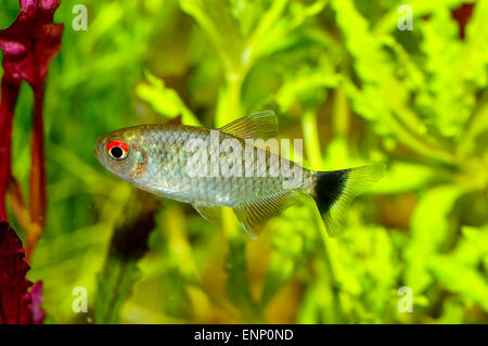 Nice aquarium fish from genus Moenkhausia. Stock Photo