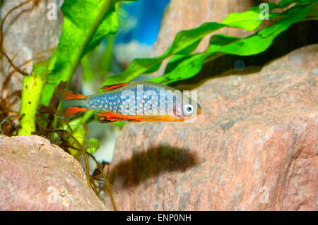 Nice aquarium fish from genus Celestichthys. Stock Photo