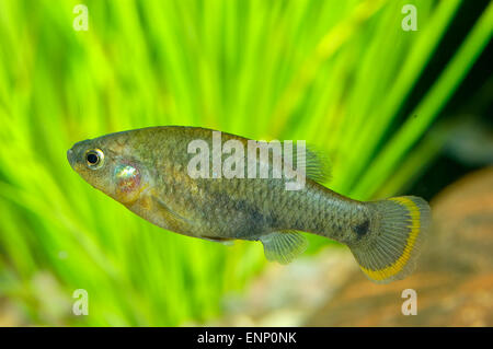 Nice aquarium fish from genus Goodea. Stock Photo