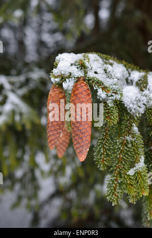 Three nice pinecones on a tree snowy twig. Stock Photo