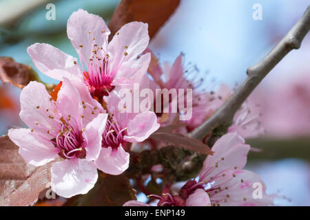 Pink flowers of the tree branch sakura blossoms. Stock Photo