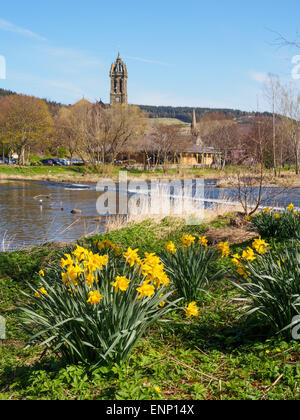 Peelables Spring Scottish Borders town of Peebles with spring daffodils and old stone ...