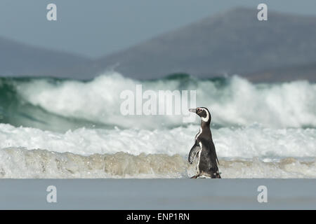 Magellanic penguin heading to the sea Stock Photo