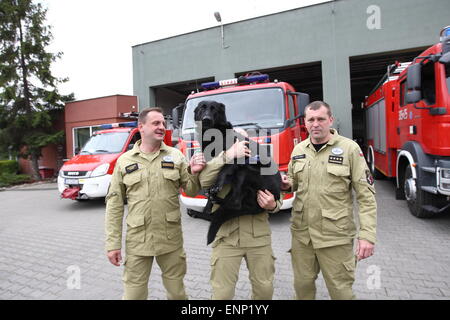 Gdansk, Poland 9th, May 2015 Polish firefighters from Gdansk back to Poland from Nepal. Polish rescuers took part in the rescue action after the earthquake in Nepal. There were 6 firefighters and rescue dog from Gdansk. Firefighter with dog named Kali stand in front of the fire rescue cars Stock Photo