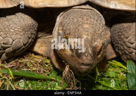 Excel, London, UK. 9th May, 2015. 5th London Pet Show features cats, dogs, jumping rabbits, reptiles, fish, horses and donkeys, running from 9th till 10th May. Bronte, the 18 year old sulcata tortoise comes out of its shell. Credit:  Malcolm Park editorial/Alamy Live News Stock Photo