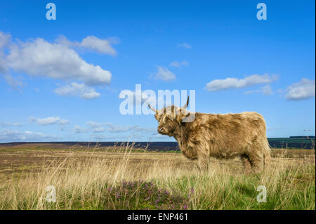 Scottish Highland cattle graze on open pasture in the heart of the North York Moors National Park on a sunny day in summer. Stock Photo