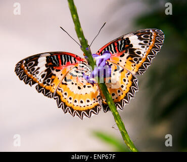 Beautiful Malaysian butterfly Stock Photo