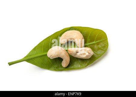 cashew with leaves Stock Photo