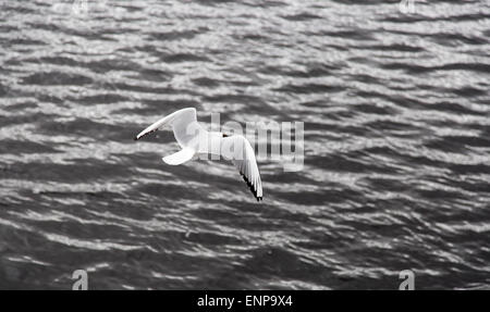 Black-headed Gull Flying Away  over water Stock Photo