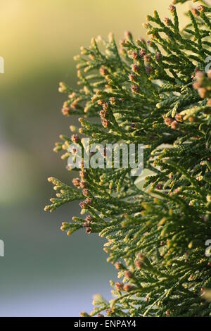 Swelled buds on thuya. Closeup of Thuja twig with soft background Stock Photo