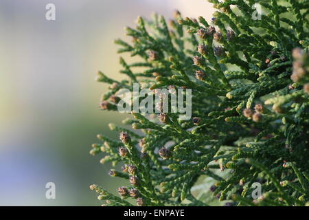 Swelled buds on thuya. Closeup of Thuja twig with soft background Stock Photo