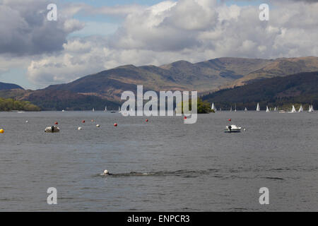 Lake Windermere Cumbria  9th May  2015 UK Swimmer practicing cold water swimming for the Great North Swim   12th to the 13th June 2015 in Lake Windermere .Practicing Swimmers are NOT recommended to swim close to the  main sailing - boat lanes due to the undertow  .All open water swimmers  practicing are recommend  to be attached to Swimmers Torpedo Buoy for extra visibility  Credit:  Gordon Shoosmith/Alamy Live News Stock Photo