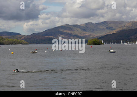 Lake Windermere Cumbria  9th May  2015 UK Swimmer practicing cold water swimming for the Great North Swim   12th to the 13th June 2015 in Lake Windermere .Practicing Swimmers are NOT recommended to swim close to the  main sailing - boat lanes due to the undertow  .All open water swimmers  practicing are recommend  to be attached to Swimmers Torpedo Buoy for extra visibility  Credit:  Gordon Shoosmith/Alamy Live News Stock Photo