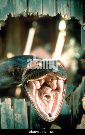 Anaconda, USA/Brasilien/Peru 1997, Regie: Luis Llosa, Szenenfoto Stock Photo