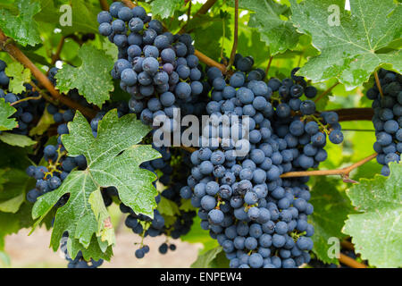 Closeup to a large bunch of Red Wine Vineyard Grapes during the day Stock Photo