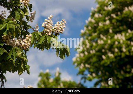 Horse chestnut tree Flowering trees Blooming flowers, Aesculus hippocastanum Spring Aesculus hippocastanum tree in flower Stock Photo