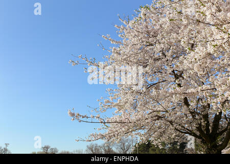 Cherry blossoms in the spring with copy space at the left side Stock Photo