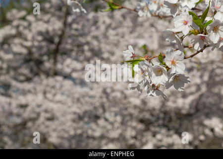 Closeup to Cherry blossoms in the spring. Other cherry blossoms can be seen in the background Stock Photo