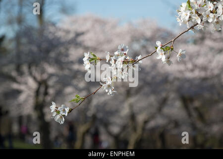 A closeup to a small branch on a Cherry Blossom tree showing the petals. Other trees can be seen in the background. Stock Photo