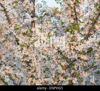 Cherry blossoms backdrop with copy space Stock Photo