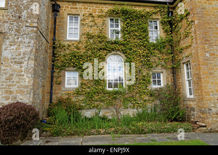 Rosa Banksiae Lutea growing on side of country house. Stock Photo