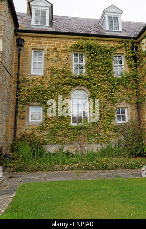 Rosa Banksiae Lutea growing on side of country house. Stock Photo