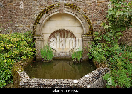 shell shape included in fish pond Stock Photo