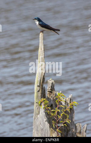 A male Tree swallow perched on a stump near a small lake. Stock Photo