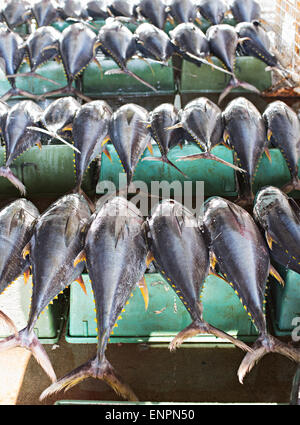 Yellow fin tuna at the fish market in General Santos City, The Philippines. Stock Photo