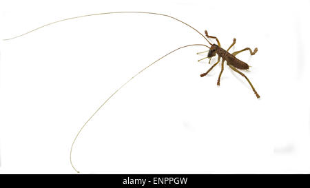 Cricket insect with long feelers Stock Photo