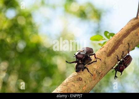 Rhinoceros beetle, Rhino beetle, Hercules beetle, Unicorn beetle for adv or others purpose use Stock Photo
