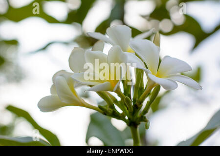 Plumeria flowers are so beautiful that popular in Thailand. Stock Photo