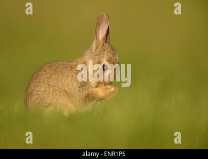 European wild rabbit in the meadow Stock Photo
