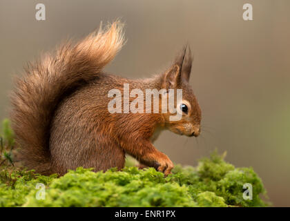 Red Squirrel Sciurus Vulgaris on a mossy post UK