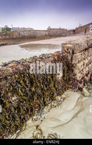 Charlestown harbour in cornwall england uk with seaweed stren rocks Stock Photo