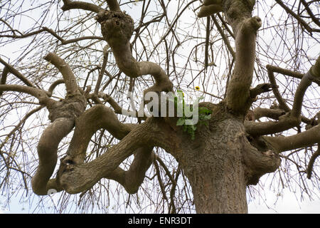 The Dandelion - Taraxacum officinale - growing high up in tree in spring Stock Photo