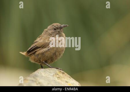 Tiny bird Cobb's wren perching on a stone in Sea Lion island, Falkland islands Stock Photo