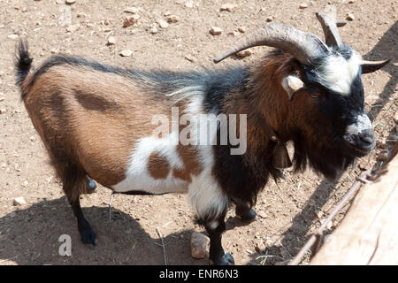 Goat in Askos Stone Park Stock Photo