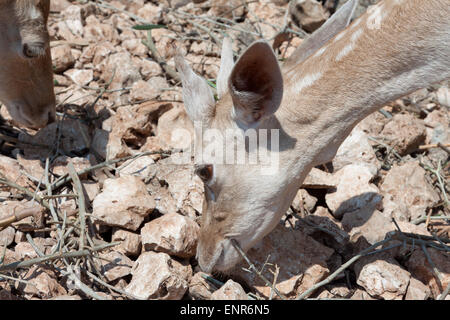 Sika deers chewing dry twig in Askos Stone Park Stock Photo