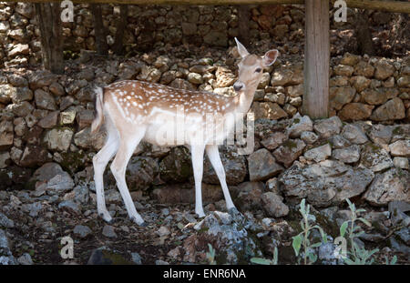 Young spotted deer in Askos Stone Park Stock Photo