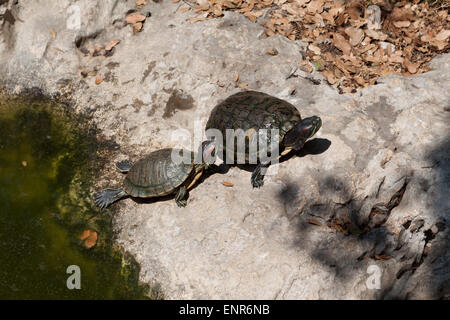 Red-eared slider in Askos Stone Park Stock Photo