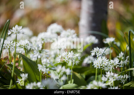 Wild Garlic in the sunshine on a Summers day in the ornamental garden at Alnwick Garden, Northumberland Stock Photo