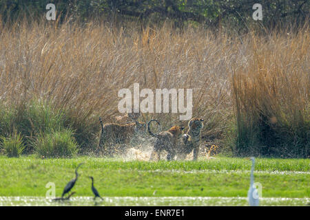 Bengal Tiger family playing in a Rajbaug lake Ranthambhore forest. [Panthera Tigris] Stock Photo