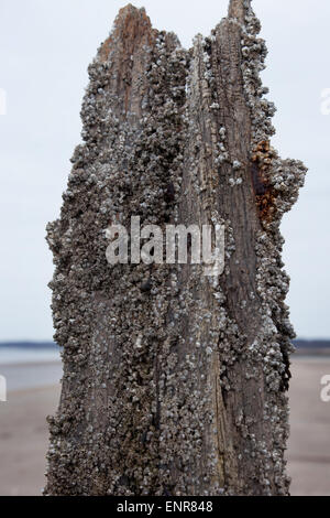 Old wood shipwreck on a beach Stock Photo - Alamy