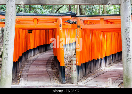 Start of a double corridor formed by hundreds of vermilion, orange, torii gates at the famous Fushimi Inari-Taisha shrine in Kyoto. No people in shot. Stock Photo