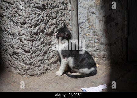 Stray Kitten on the streets of Tangier Stock Photo