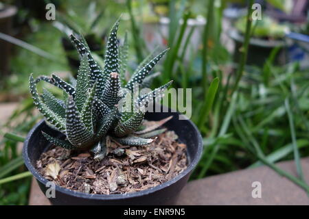 Haworthia green succulent plants. Stock Photo